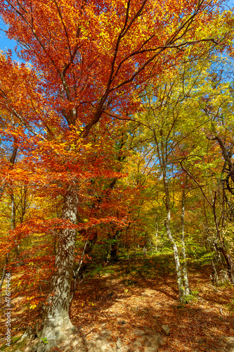 Fototapeta Naklejka Na Ścianę i Meble -  Photos of the Crimean peninsula in the fall, beech-hornbeam forest. It grows at an altitude of 650-700 m, forests of rocky oak are replaced by beech and hornbeam. soil and water conservation