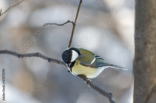 Great tit on a branch in snowy winter forest