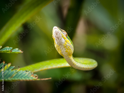 close up of a leaf