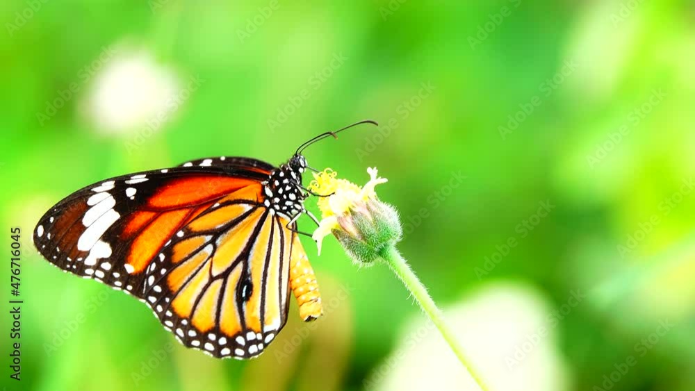 4K Thai butterfly in garden garden summer flower and butterfly flower butterfly flower butterfly 4K Thai butterfly in garden garden summer flower and butterfly flower butterfly flower butterfly
