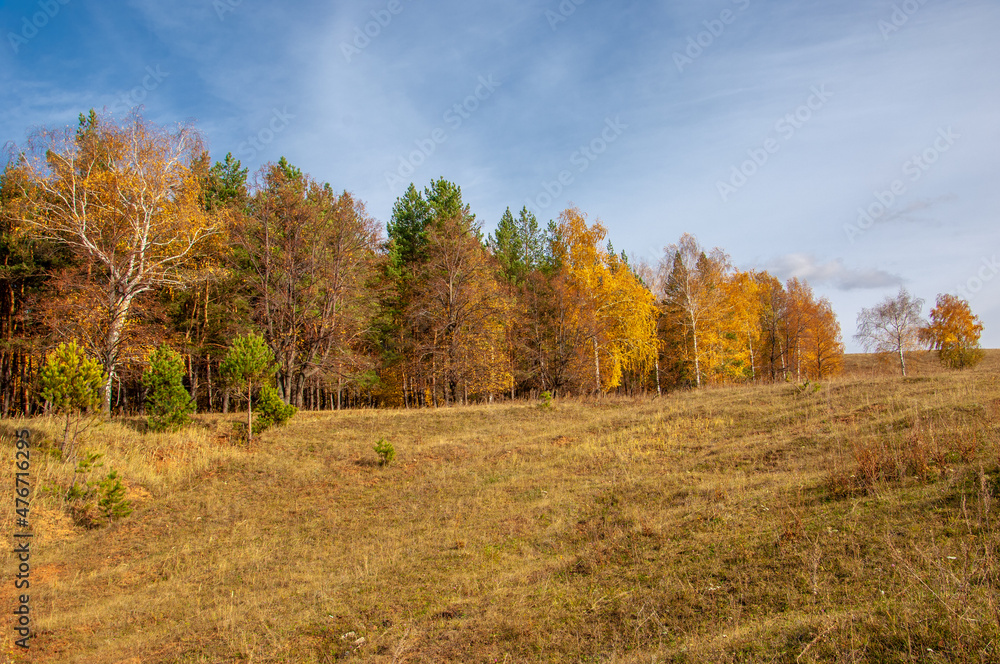 Autumn landscape photography, best photographer, mixed forests in autumn condition, colorful leaves, divided into burgundy, red, green, with patterned carpet