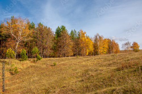 Autumn landscape photography  best photographer  mixed forests in autumn condition  colorful leaves  divided into burgundy  red  green  with patterned carpet