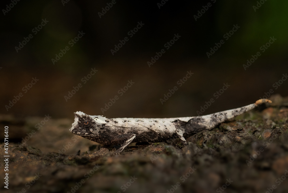 Plated leaf chameleon - Brookesia stumpffi, small special lizard from African bushes and forests, endemic to north-west Madagascar. Plated leaf chameleon - Brookesia stumpffi, small special lizard from African bushes and forests, endemic to north-west Madagascar.