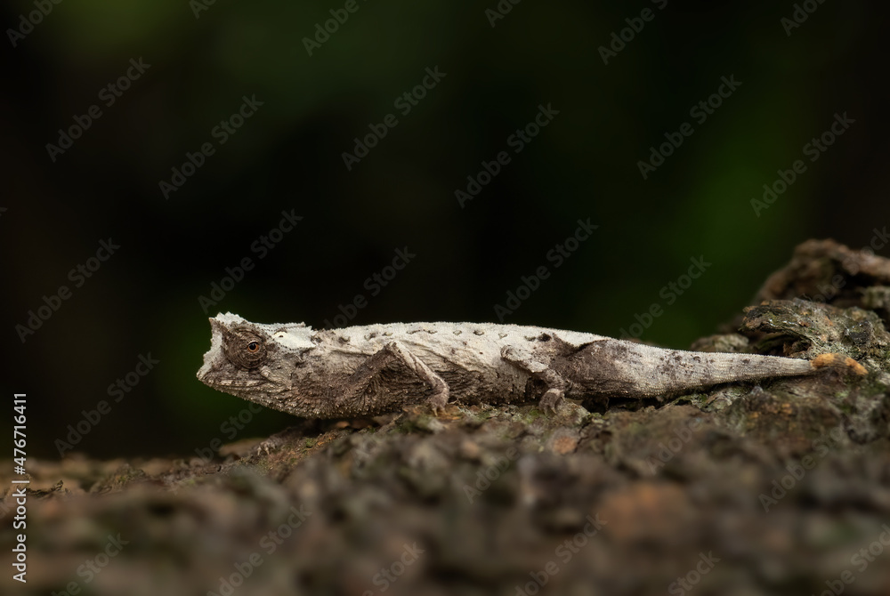 Plated leaf chameleon - Brookesia stumpffi, small special lizard from African bushes and forests, endemic to north-west Madagascar. Plated leaf chameleon - Brookesia stumpffi, small special lizard from African bushes and forests, endemic to north-west Madagascar.
