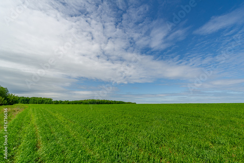 Spring photography  landscape with a cloudy sky. Young wheat  green sprouts  cereals  as well as its grains  from which white flour is prepared