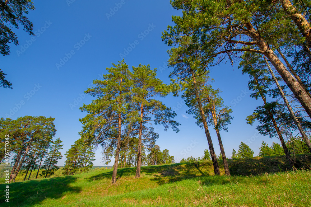 Spring photography, pine forest, evergreen pine - a symbol of immortality and vivacity. A cozy forest space among trees dotted with fallen cones and cones.