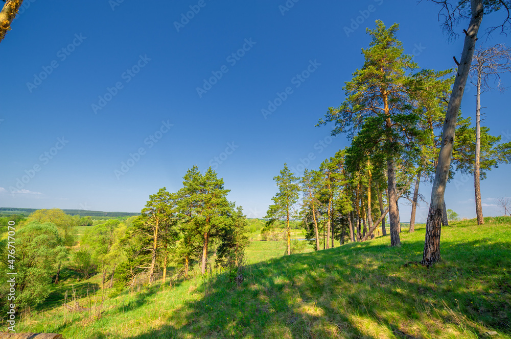Spring photography, pine forest, evergreen pine - a symbol of immortality and vivacity. A cozy forest space among trees dotted with fallen cones and cones.