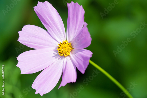 Cosmos is native to scrub and meadowland in Mexico where most of the species occur, as well as the United States, as far north as the Olympic Pennsula in Washington, Central America, photo