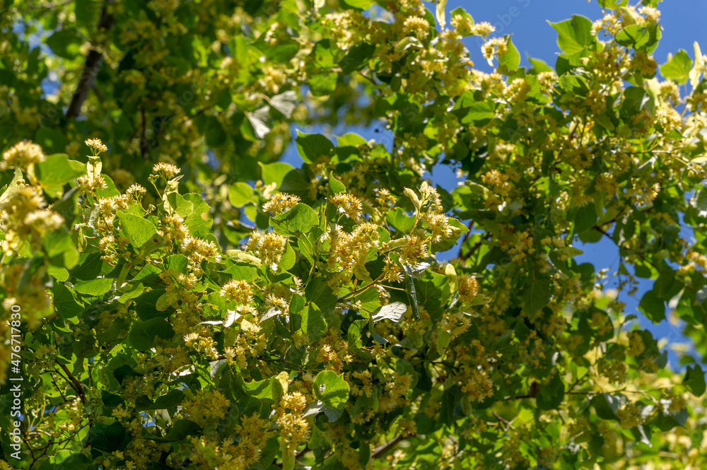 Linden flowers, Deliciously fragrant linden trees perfume the air in early summer, beckoning us to come and enjoy their beneficial properties for body, mind, and spirit.