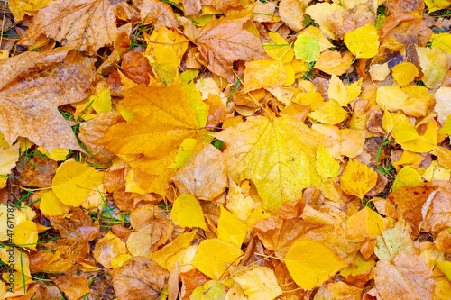 Colorful autumn leaves of birch  deciduous tree with white bark and with heart-shaped leaves.