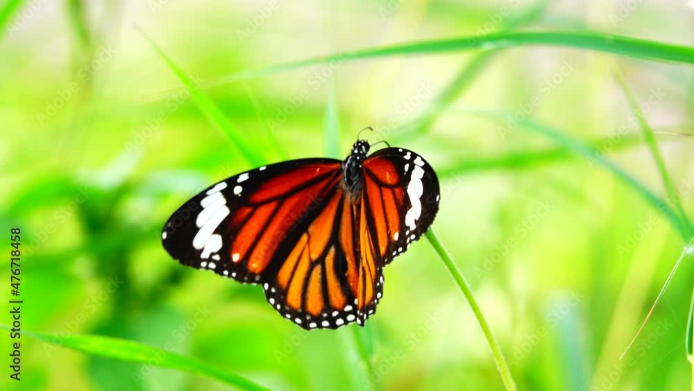 4K Thai butterfly in garden garden summer flower and butterfly flower butterfly flower butterfly 4K Thai butterfly in garden garden summer flower and butterfly flower butterfly flower butterfly