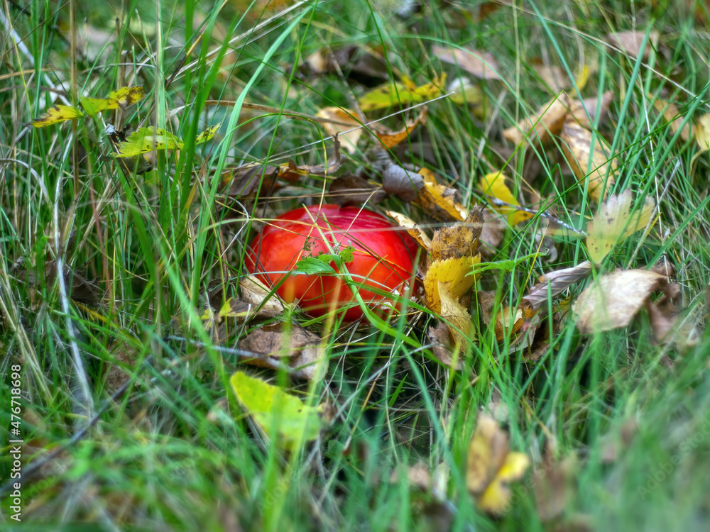 bright fly agarics in the grass bright fly agarics in the grass