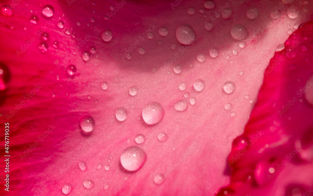 Close up of Adenium flower, also known as desert rose, with water splash Close up of Adenium flower, also known as desert rose, with water splash