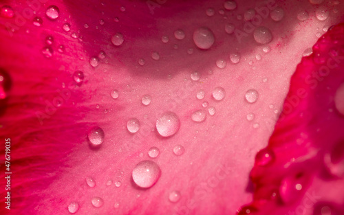Close up of Adenium flower, also known as desert rose, with water splash