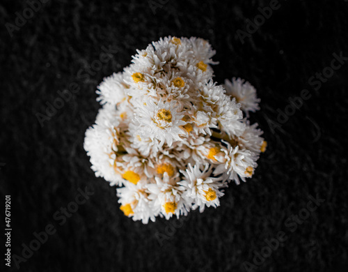 One flower on a black background. On a dark background. photo