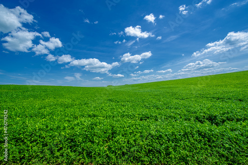 Summer landscape, growing fodder crops of green clover of alfalfa in cultivated fields, rocking plants in the wind