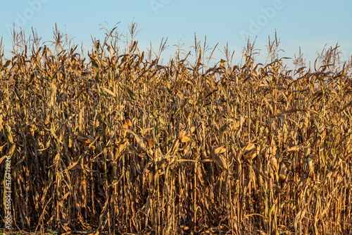 agricultural field with corn cornfield with mature corn plants ready to harvest in autumn
