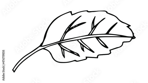 Cute doodle autumn vector linden leaf isolated on white on white background. Hand drawn vector illustration for coloring page and art books for adults and kids. Single tree leaf simple element.