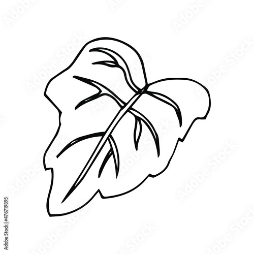 Cute doodle autumn vector linden leaf isolated on white on white background. Hand drawn vector illustration for coloring page and art books for adults and kids. Single tree leaf simple element.