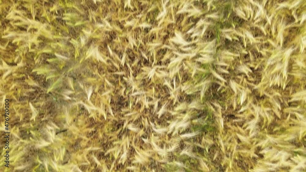 Wheat field in summer season, aerial overhead view from drone, slow motion Wheat field in summer season, aerial overhead view from drone, slow motion