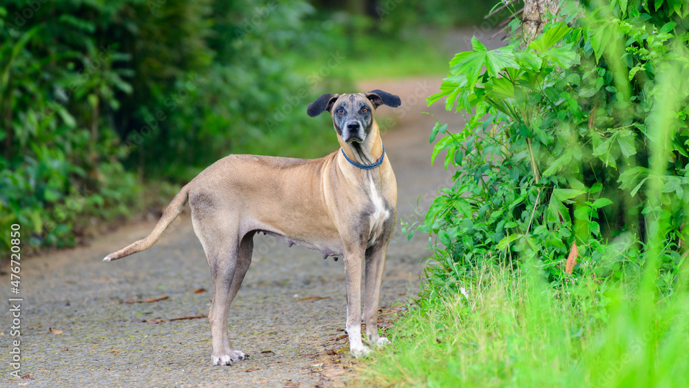 Old ridgeback female dog on the streets.