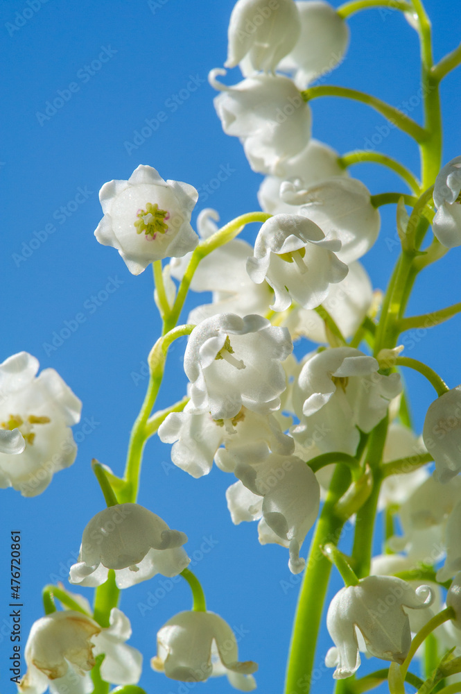 Convallaria majalis (lily of the valley), lily of the valley was used