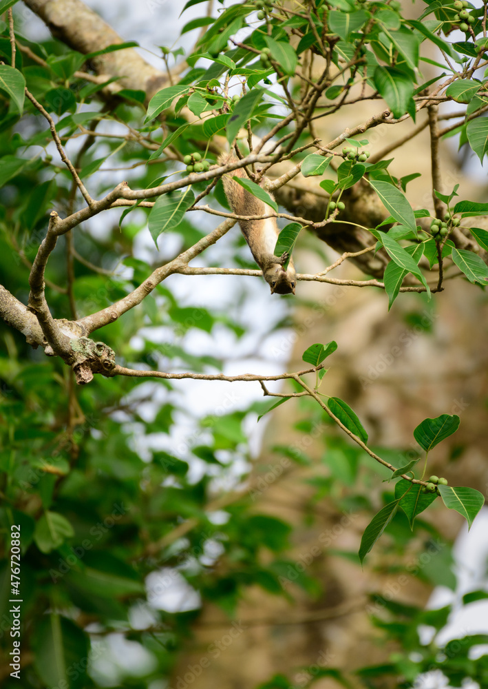 Indian palm squirrel eating leaf upside down hanging on a branch, dangerous and risking life for a meal.