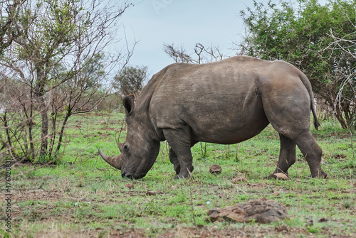 white rhinoceros or square lipped rhinoceros  Ceratotherium simum