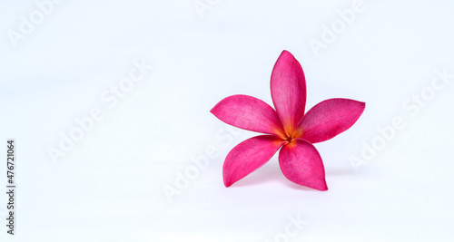 Pink Frangipani flower isolated close-up photo  great for banner or card background. copy space for adding texts.
