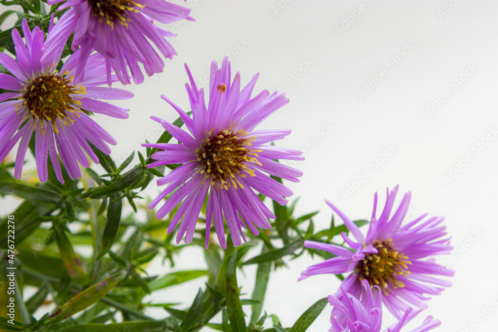Obraz premium bouquet of beautiful purple chrysanthemums on a white background