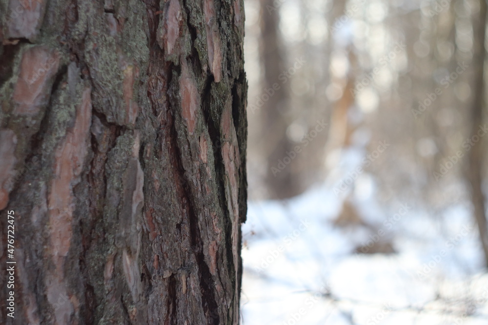 A pine trunk and a blurred background behind it. Winter