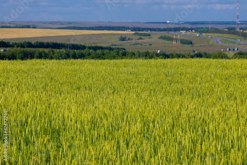  Summer photo. Wheat is a grass widely cultivated for its seed, a cereal grain which is a worldwide staple food. The many species of wheat together make up the genus Triticum