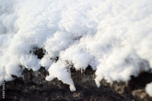 Snow lies on a fallen tree trunk. Winter