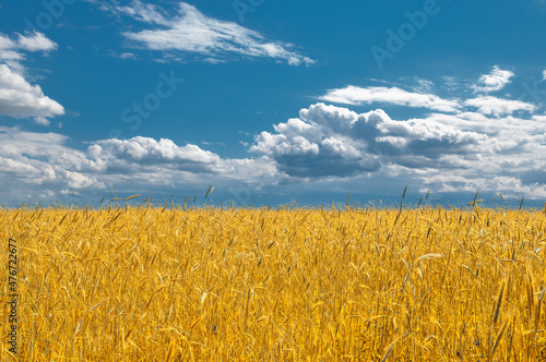 Summer landscape. Wheat on the cob at the ripening stage. Cob ripe barley in a field  an agricultural field on which grow up cereals