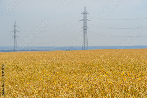  Summer photo. Wheat a cereal plant that is the most important kind grown in temperate countries, the grain of which is ground to make flour for bread, pasta, pastry, etc ..