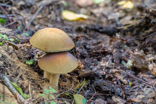 Summer photo. ungus, boletus, darner, Edible mushrooms are the fleshy and edible fruit bodies of several species of macrofungi