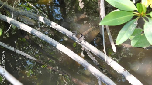 Meder's mangrove crab ( Sesarma mederi ) on mangrove roots in the flooded mud at  Pranburi Forest Park,  Natural water flow, Thailand photo