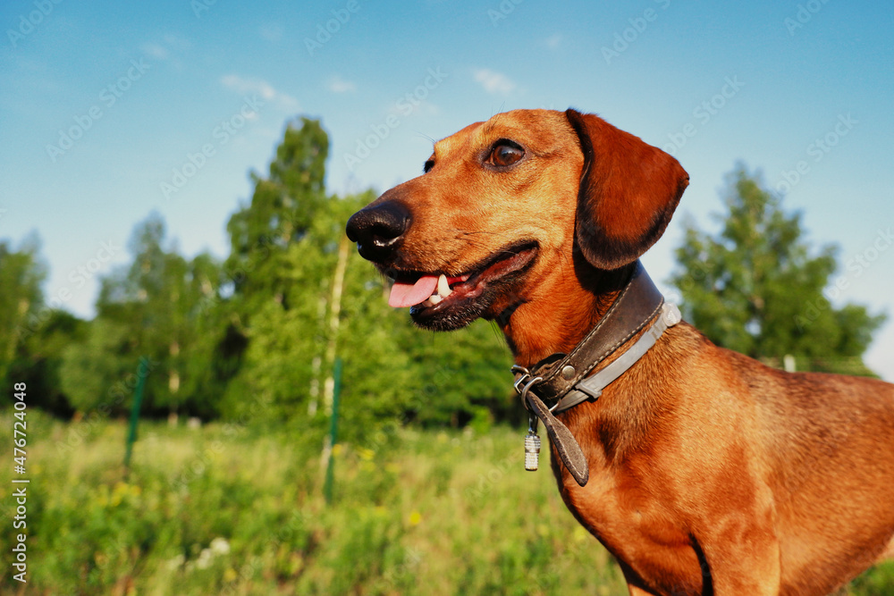 dog in the field