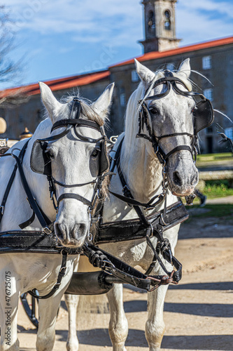 horse and carriage © Alvaro