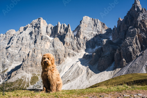 golden doodle dog accompanying hikers in pale di san martino mountains in the dolomites