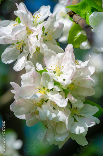 Apple tree flowers. Malus sieversii - A wild fruit that grows in the mountains of Central Asia in southern Kazakhstan. he is the main ancestor of most varieties of the domestic apple tree