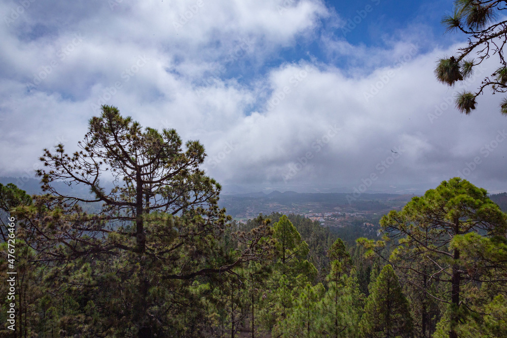 View from the slope to large pine trees and blue sky with large clouds in Tenerife
