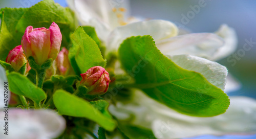 Apple tree flowers. Malus sieversii - A wild fruit that grows in the mountains of Central Asia in southern Kazakhstan. he is the main ancestor of most varieties of the domestic apple tree photo