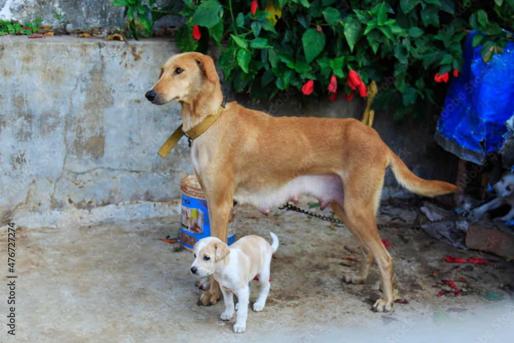 Dog and puppies, Chikmangalur, Karnataka, India Dog and puppies, Chikmangalur, Karnataka, India