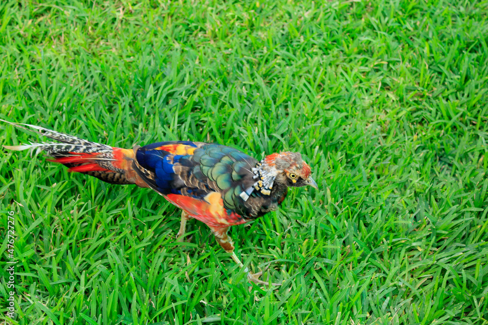 Φωτογραφία Golden pheasant, Ramoji film city, Hyderabad, Telangana, India
