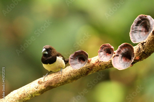 White Rumped Munia, Lonchura striata, Sindhudurg, Maharashtra, India photo