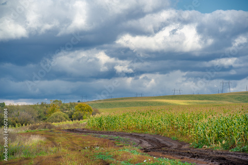  Corn a North American cereal plant that yields large grains, or kernels, set in rows on a cob. Its many varieties yield numerous products, highly valued for both human and livestock consumption.