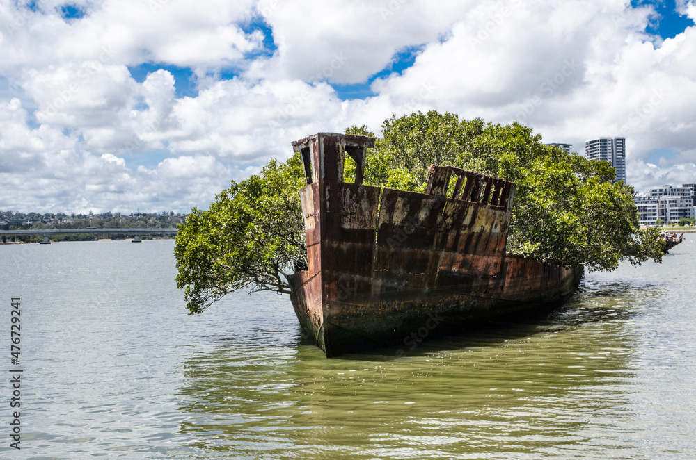 The spooky ship cemetery fully-grown mangrove trees 
