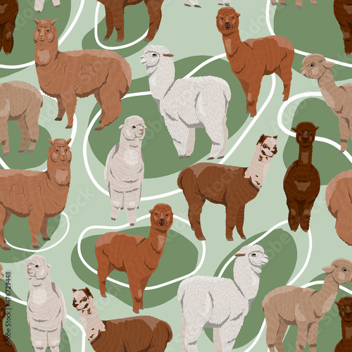 Seamless pattern with realistic alpacas Lama pacos in different colors. Vector animal background