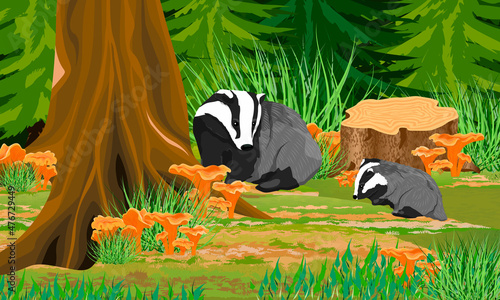 Badger and her cub in a dense forest with trees, bushes and chanterelle mushrooms. Wild animals of the forest. Realistic vector landscape